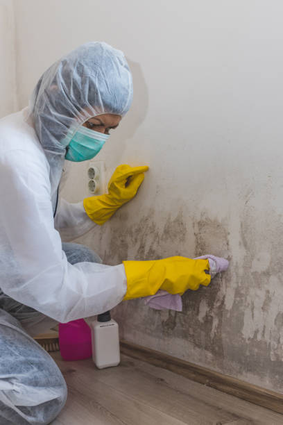 Best Emergency Mold Remediation  in Valley, NE