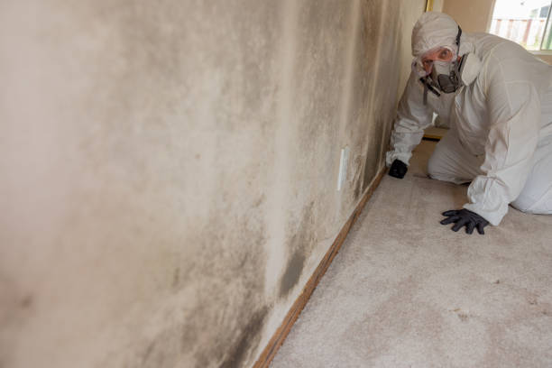 Best Airborne Mold Testing  in Valley, NE